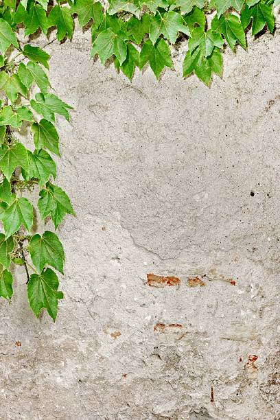 rough parete di cemento con uva vite sfondo verticale appesi - ivy brick wall vine foto e immagini stock
