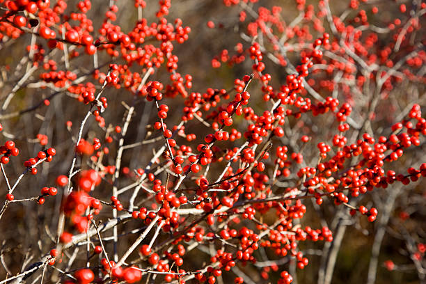 Winterberry fall background. Winterberry background. Ilex verticillata, the winterberry, is a species of holly native to eastern North America in the United States and southeast Canada, from Newfoundland west to Ontario and Minnesota, and south to Alabama. Other names that have been used include Black Alder Winterberry, Brook Alder, Canada holly , winterberry holly stock pictures, royalty-free photos & images