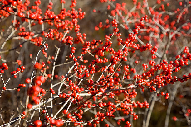 winterberry outono fundo. - winterberry holly imagens e fotografias de stock