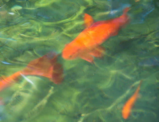 istock Koi fish and goldfish - abstract photo in pond_2 496208794