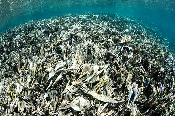 istock Broken Corals in Shallows of Tropical Pacific 496208858