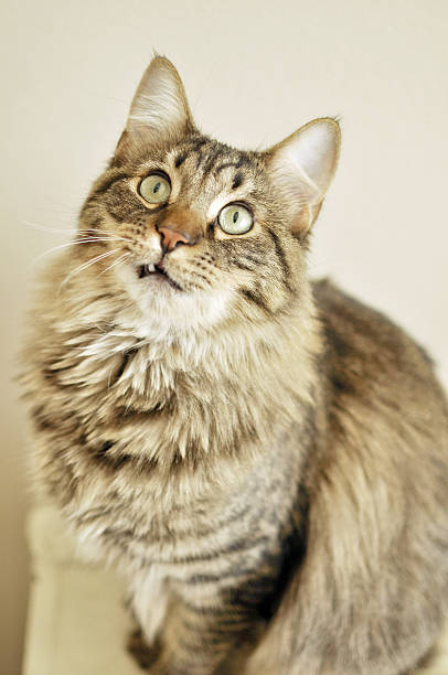 istock Goofy Toothed Cat 496209320