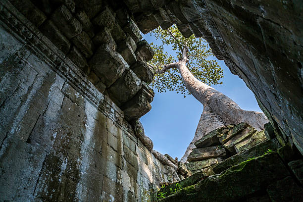 A majestic and ancient tree grows on the top of the ruined Preah Khan temple at the Angkor Wat UNESCO Heritage site. Preah Khan is a very famous temple for the nature that has taken over the built monuments through the ages of time.