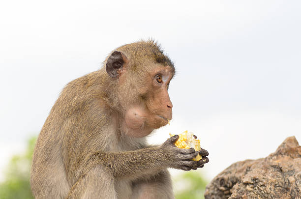 Monkeys generally possessing tails and consisting of approximately 260 known living species. Many monkey species are tree-dwelling (arboreal), although there are species that live primarily on the ground.