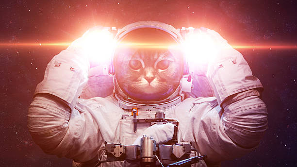 istock Beautiful cat in outer space. Elements of this image furnished 496211418