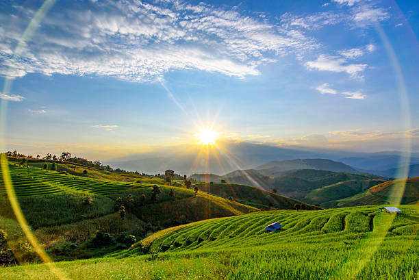 istock Rice Terrace with Lens flare 496211520