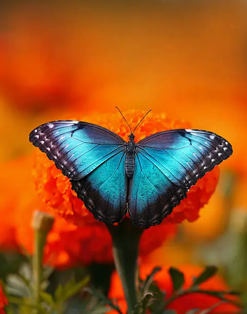 Blue butterfly sitting at orange flower.