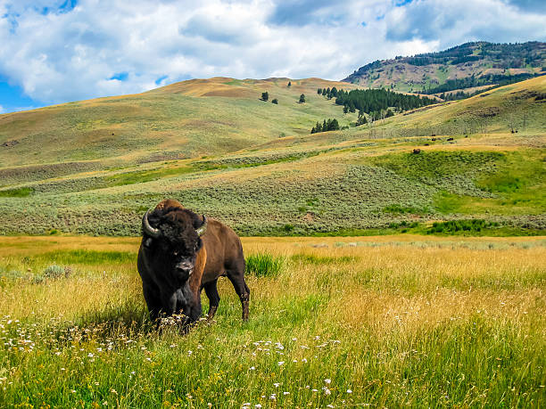 istock Bison in Yellowstone National Park 496227990
