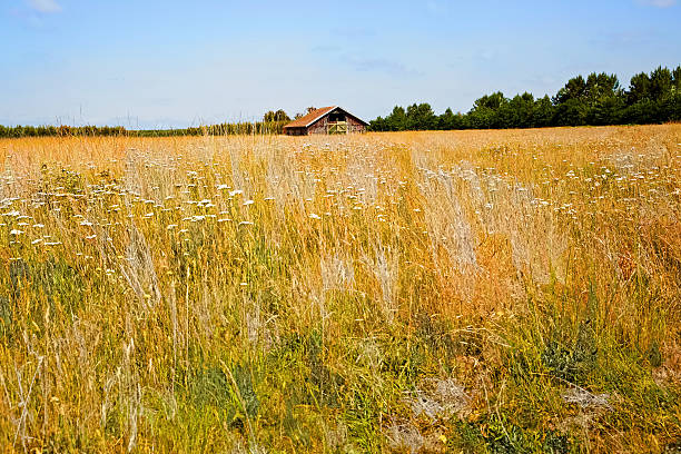 istock Old ruined barn in French hayfield 496230350