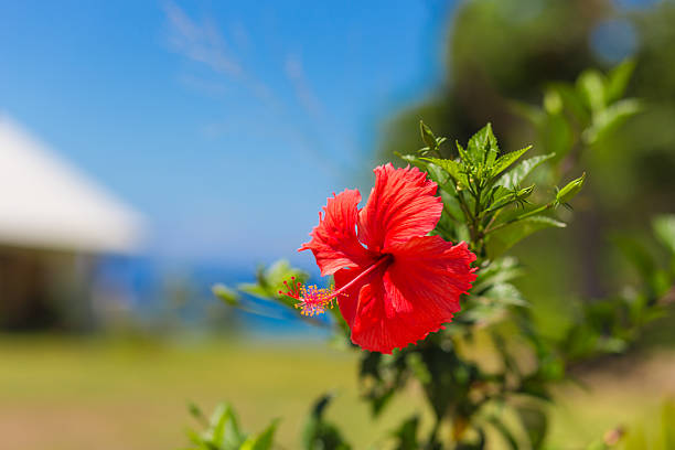 Hibiscus flower in Fiji stock photo