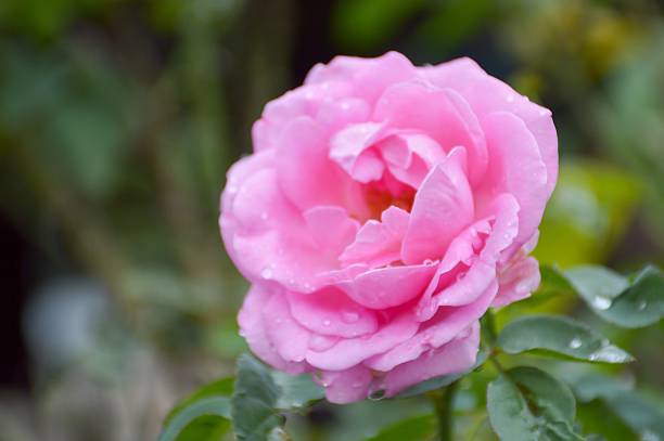 istock pink damask rose flower 496231986