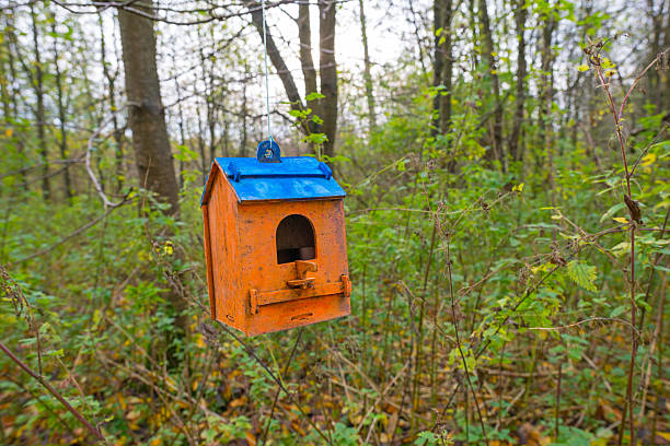 istock Birdhouse hanging in a forest in autumn 496234746