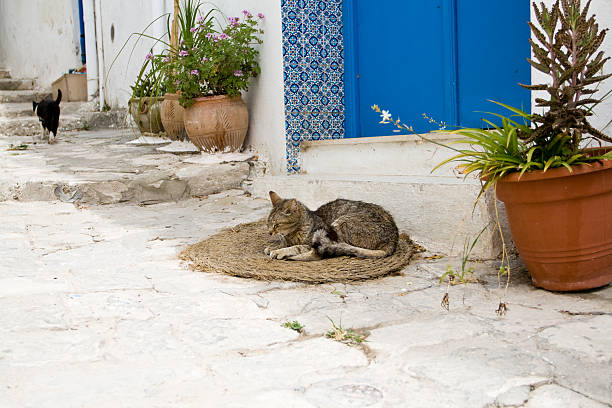 The gray cat sleeping on mats in front of the house in Sidi Bou Said, Tunisia