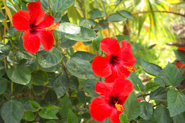 dew on red hibiscus flower with leaves