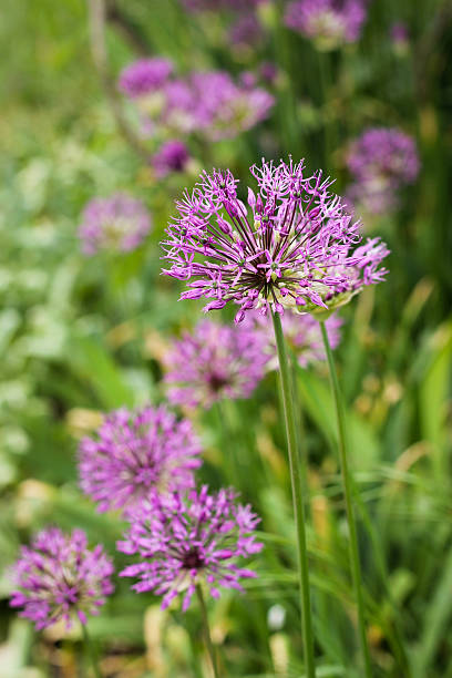 Allium flower (wild onion) 	Allium flower (wild onion) purpur stock pictures, royalty-free photos & images