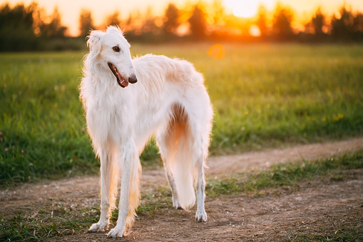 White Russian Dog, Borzoi in Summer Evening, Sunset Sunrise Meadow, Field.