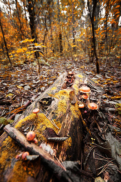 cogumelos em um tronco de uma árvore - hypholoma fasciculare - fotografias e filmes do acervo