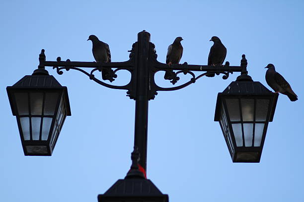 istock pigeons  resting  on street lamp 496236879
