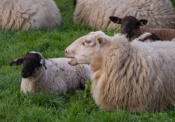 istock Mother sheep surrounded by her little lambs 496237117