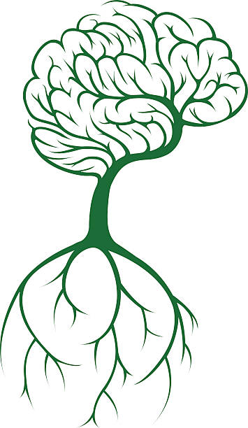 illustrazioni stock, clip art, cartoni animati e icone di tendenza di albero cervello - origins oak tree growth plant