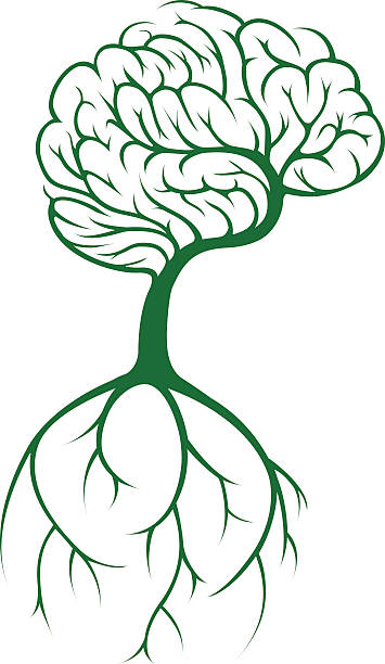 ilustrações de stock, clip art, desenhos animados e ícones de cérebro de árvore - origins oak tree growth plant