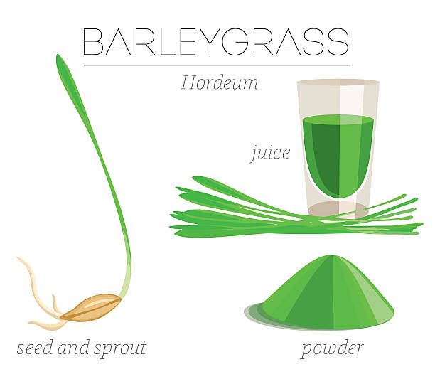 illustrations, cliparts, dessins animés et icônes de aliment barleygrass - wheatgrass alternative medicine detoxification juice