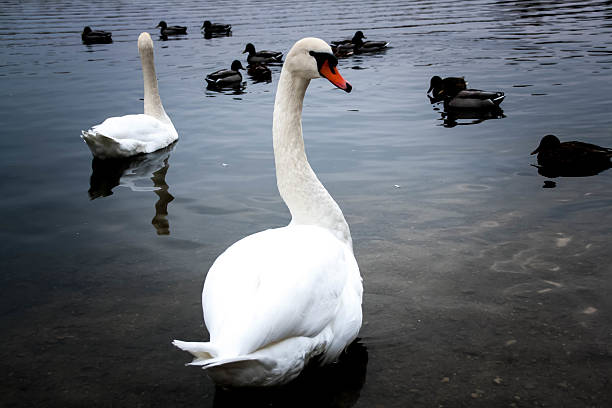 istock young gray Swan on a blue lake 496238206
