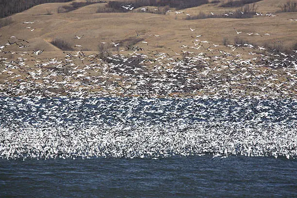 snowgeese in migration canada