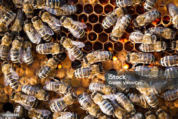 Macro Tiro Di Bees Swarming Su Un Nido Dape - Fotografie stock e altre immagini di Agricoltore - Agricoltore, Agricoltura, Ambientazione esterna