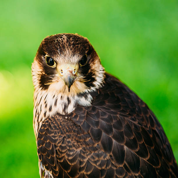 istock The peregrine falcon on green grass background 496239440