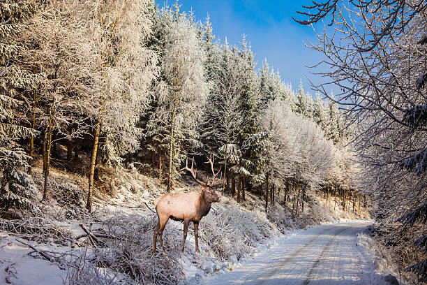 istock The red deer in sunny day at Christmas 496239464