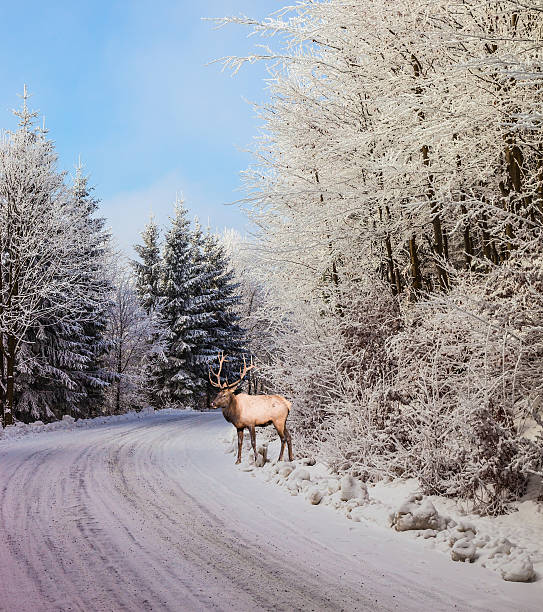 istock The red deer costs on  skiing run 496239526