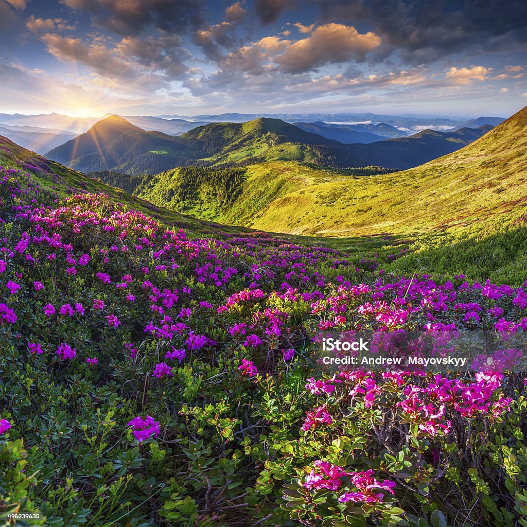 Magic pink rhododendron flowers in the mountains. Magic pink rhododendron flowers in the mountains. Summer sunrise Beauty In Nature Stock Photo