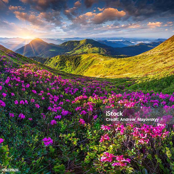 Magic Pink Rhododendron Flowers In The Mountains Stock Photo - Download Image Now - Beauty In Nature, Blossom, Blue