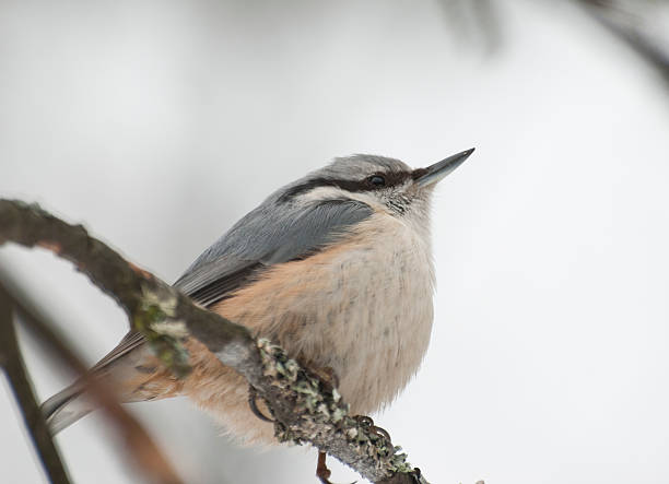istock Eurasian Nuthatch sitting on the branch of a treer. 496239913