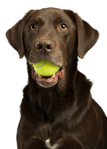 Dog with tennis ball isolated on white background.