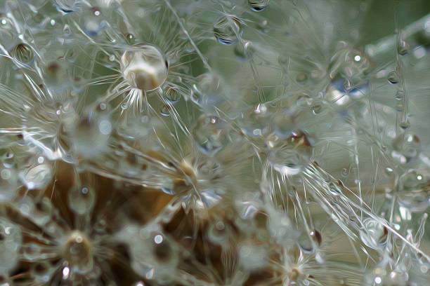 istock Abstract nature : Macro of dandelion with droplets, oil paint effect 496240459