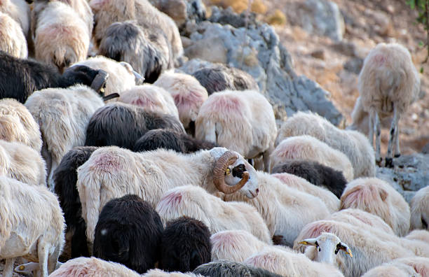 istock Many sheep grazing on the mountain. 496240530