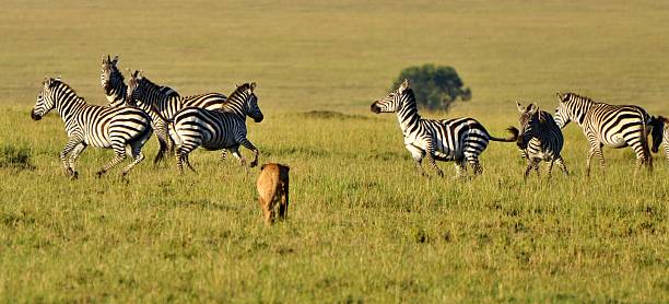 istock Lion Hunting a Herd of Zebra 496240851
