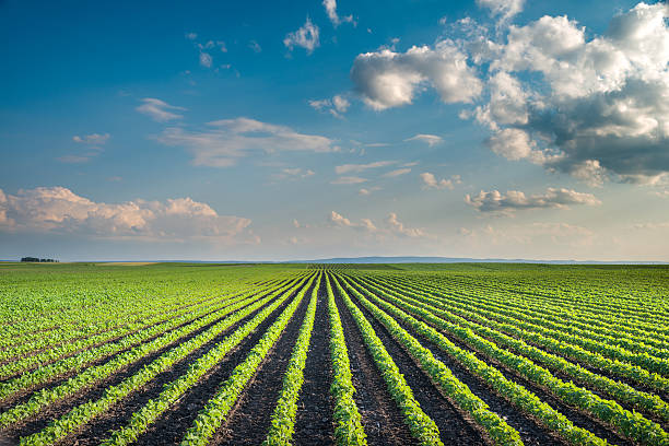 sojabohne field - monoculture summer plants nature stock-fotos und bilder