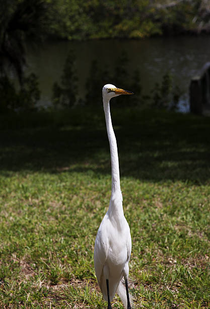 great garça branca - egret great egret animals and pets white bird - fotografias e filmes do acervo