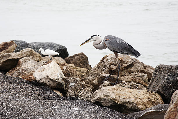garça-azul-grande em pé e garça branca - egret great egret animals and pets white bird - fotografias e filmes do acervo