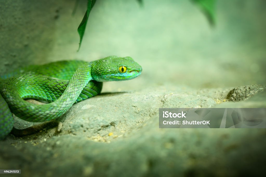 Big-Eyed Pit Viper Big-Eyed Pit Viper ,Trimeresurus macrops Green Snake Animal Stock Photo