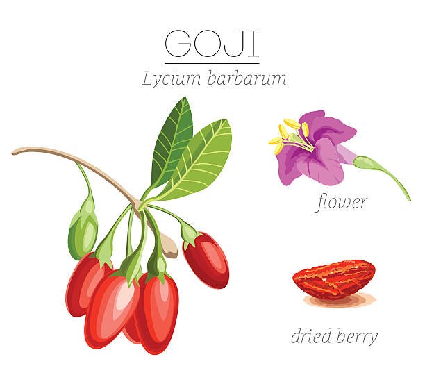 illustrazioni stock, clip art, cartoni animati e icone di tendenza di alimento nutriente goji frutti di bosco - lycium chinese