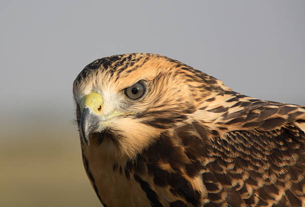 istock Close up of a young hawk in scenic Saskatchewan 496241735