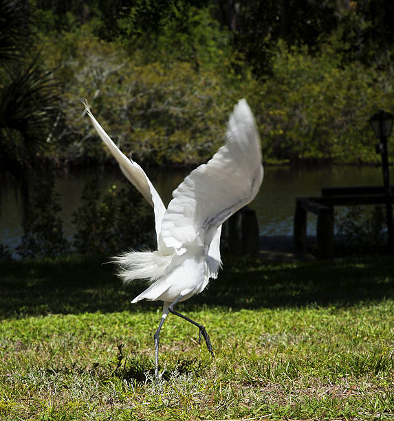 retrato de um grande garça branca voa - egret great egret animals and pets white bird - fotografias e filmes do acervo