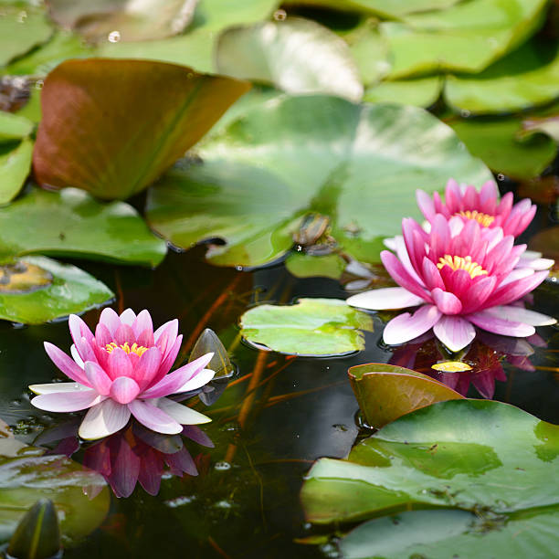 istock Waterlily in garden pond 496242695