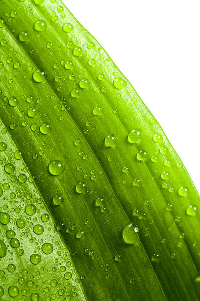 istock water drops on green plant leaf 496243153