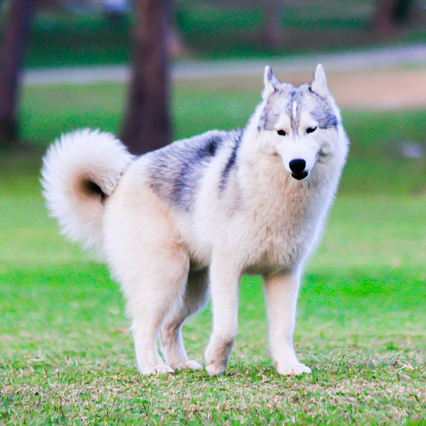 istock Portrait of Siberian Husky 496243211