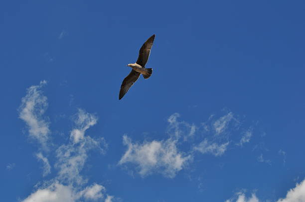 istock Seagull in Santa Monica Pier 496255658